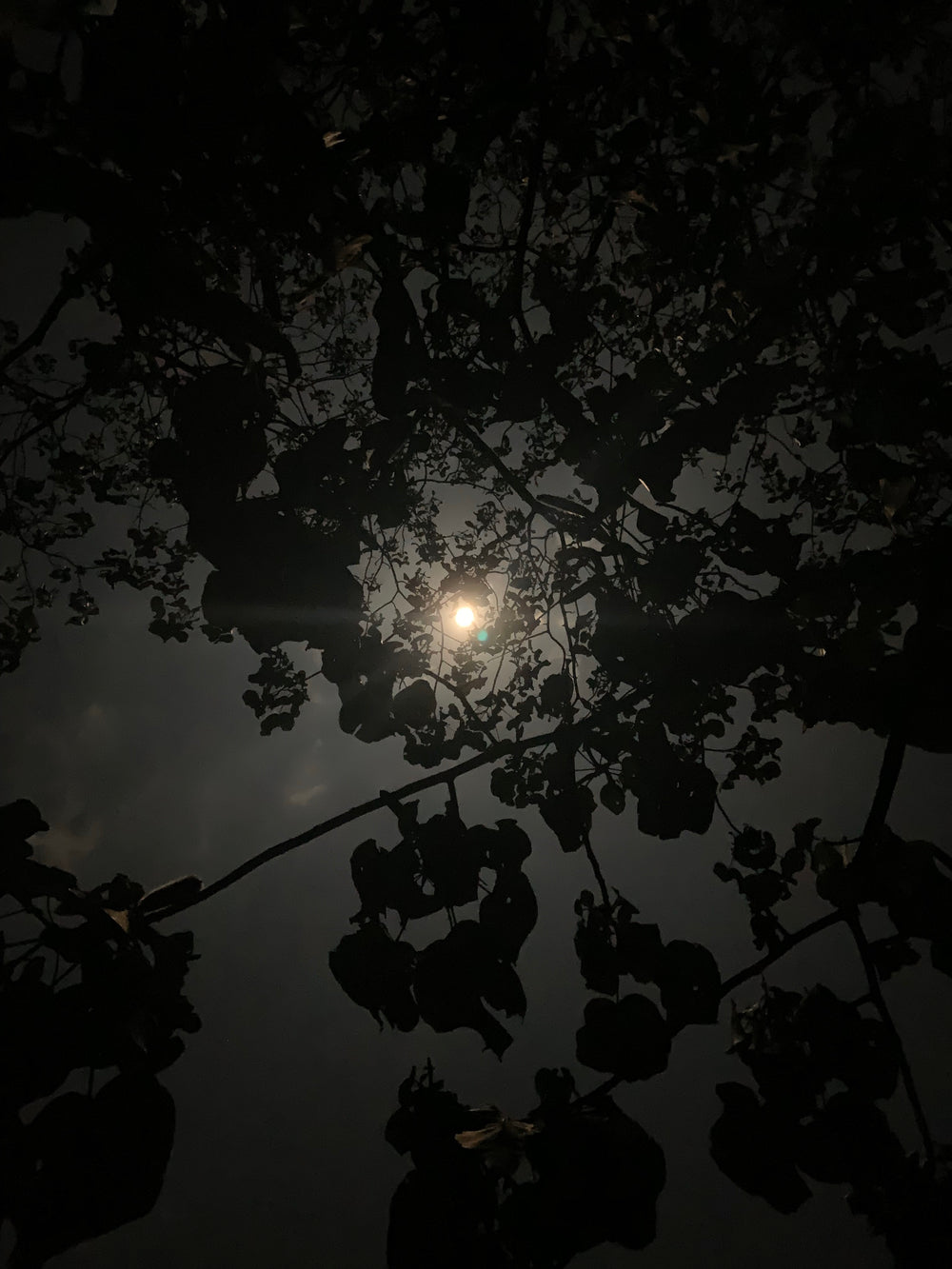 Full Moon Tea Ceremony