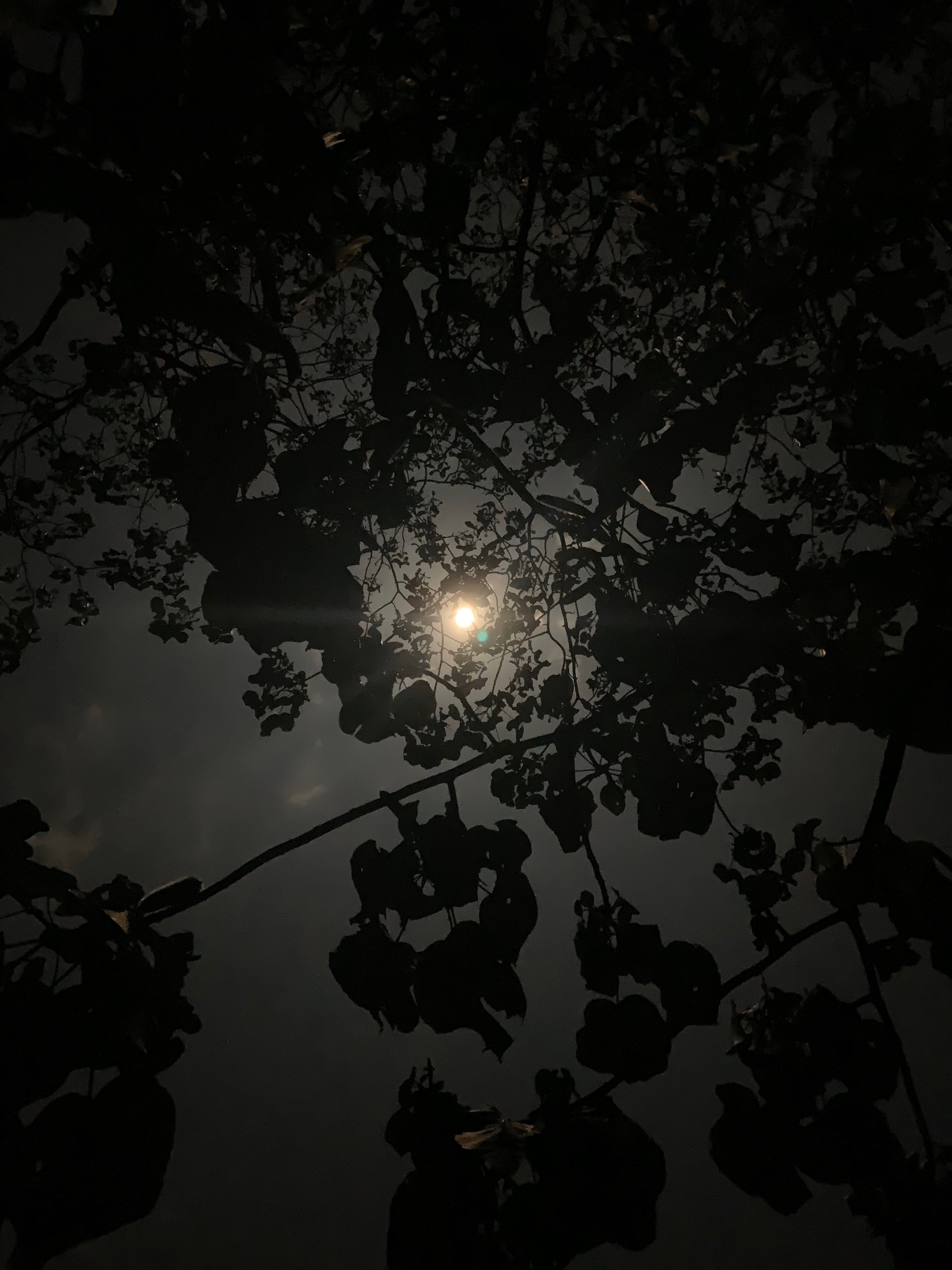 Full Moon Tea Ceremony